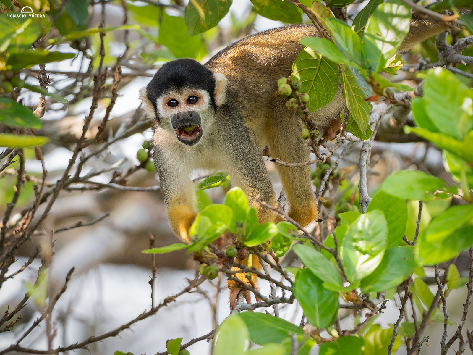 Black-headed Squirrel Monkey (Saimiri vanzolinii), Mamirauá reserve, Amazonas, Brazil