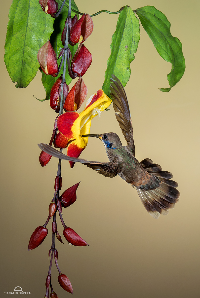 Brown Violetear (Colibri delphinae), Cauca Valley, Colombia