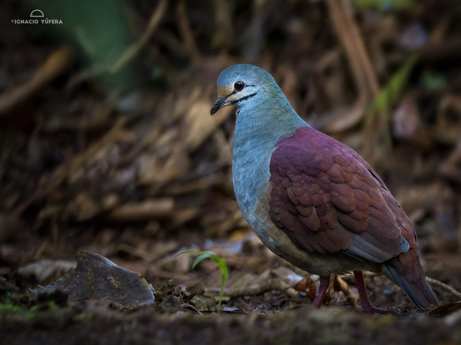 Buff-fronted quail-dove