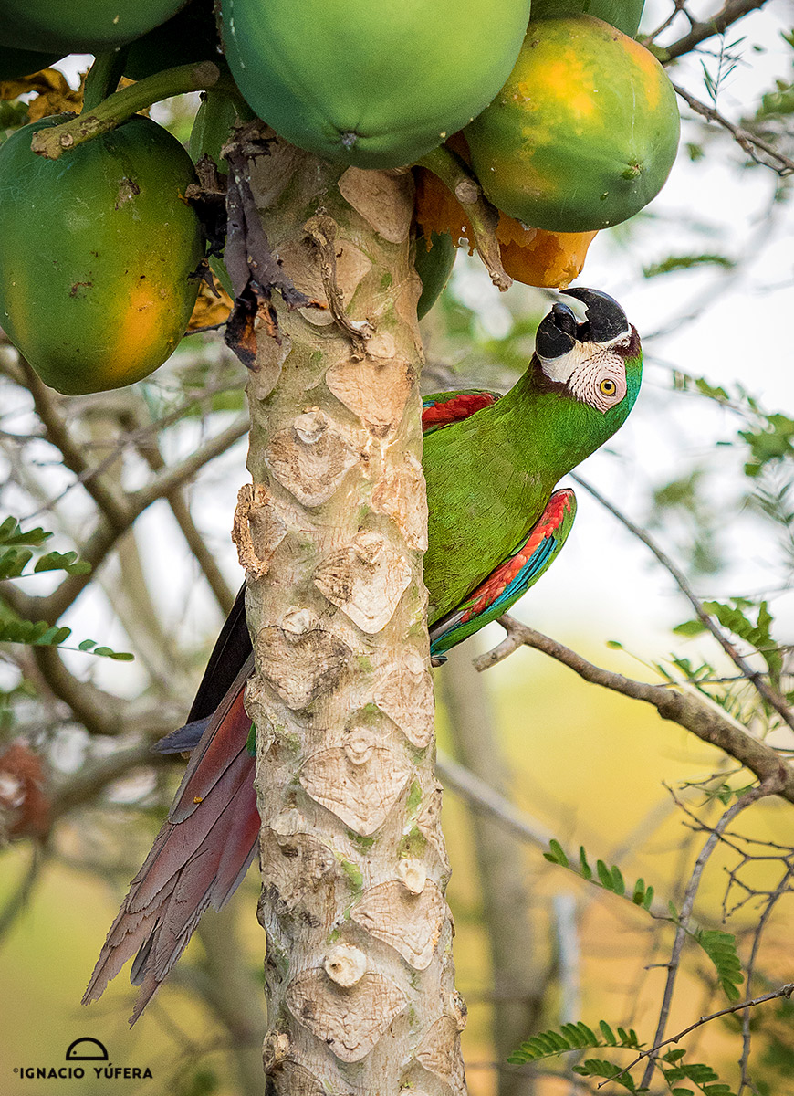 Chestnut-fronted Macaw (Ara severus), feeding on papaya fruit, Cauca Valley, Colombia