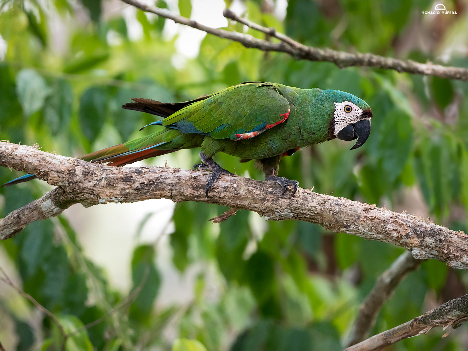 Chestnut-fronted Macaw (Ara severus), Cauca Valley, Colombia