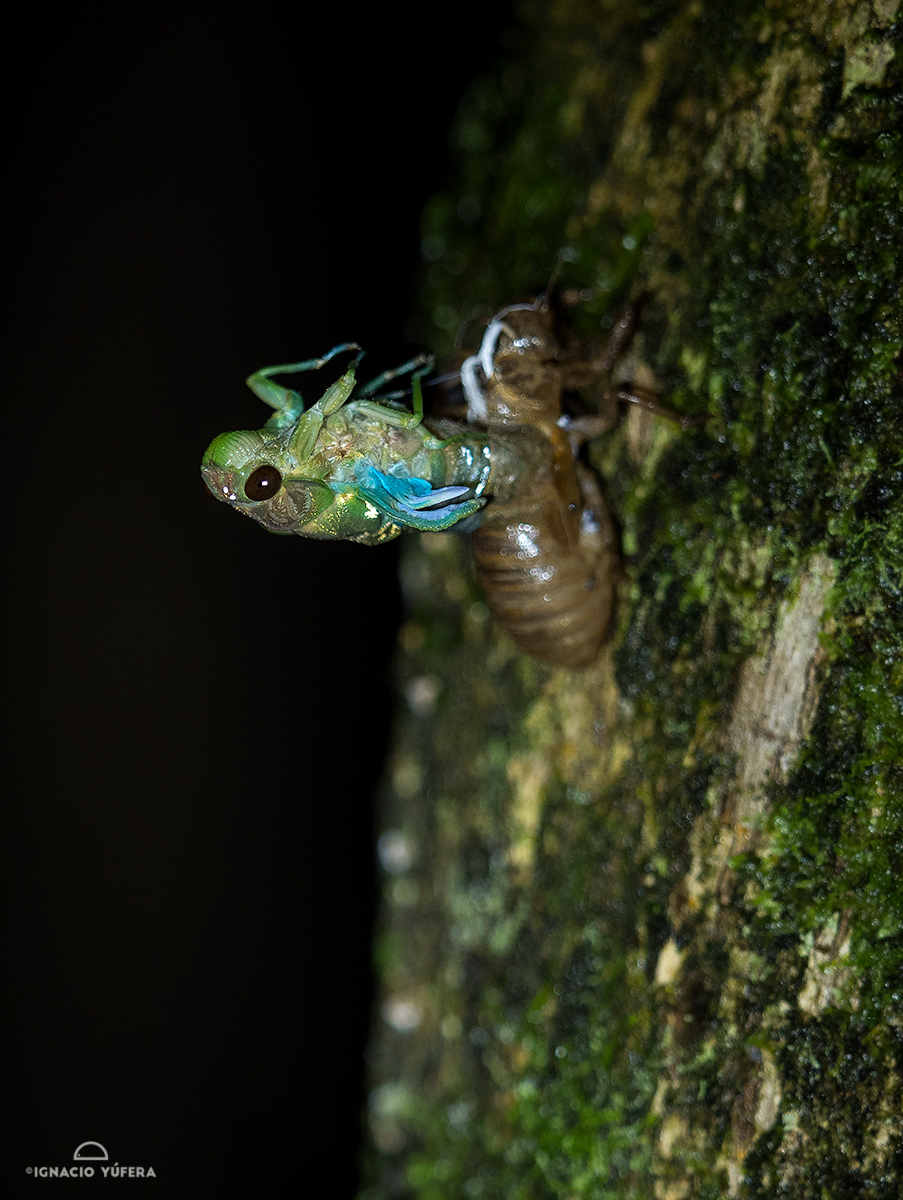 Cicada emerging from nymph exoskeleton, Valle de Antón, Panama