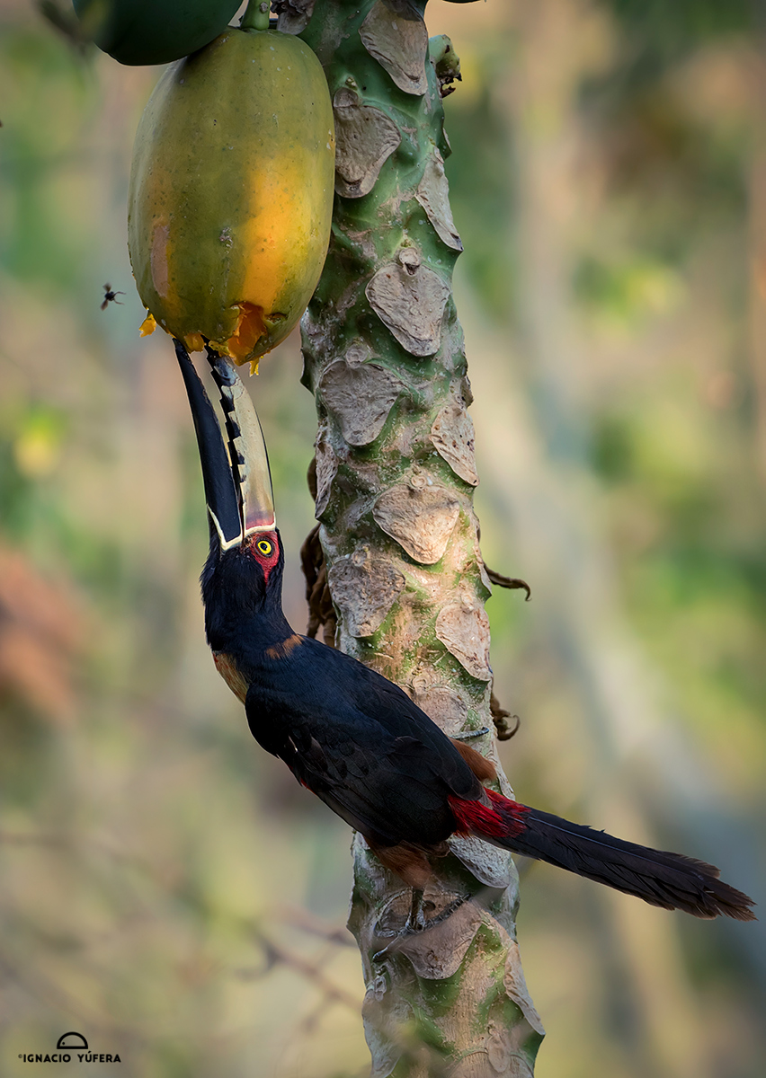 Collared Aracari (Pteroglossus torquatus), feeding on papaya fruit, Cauca Valley, Colombia