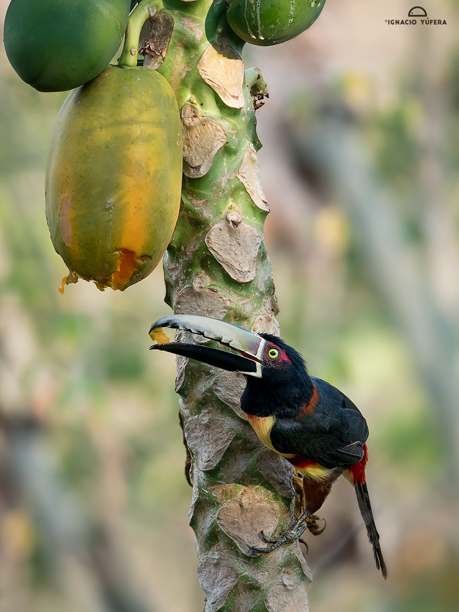 Collared Aracari (Pteroglossus torquatus), feeding on papaya fruit, Cauca Valley, Colombia