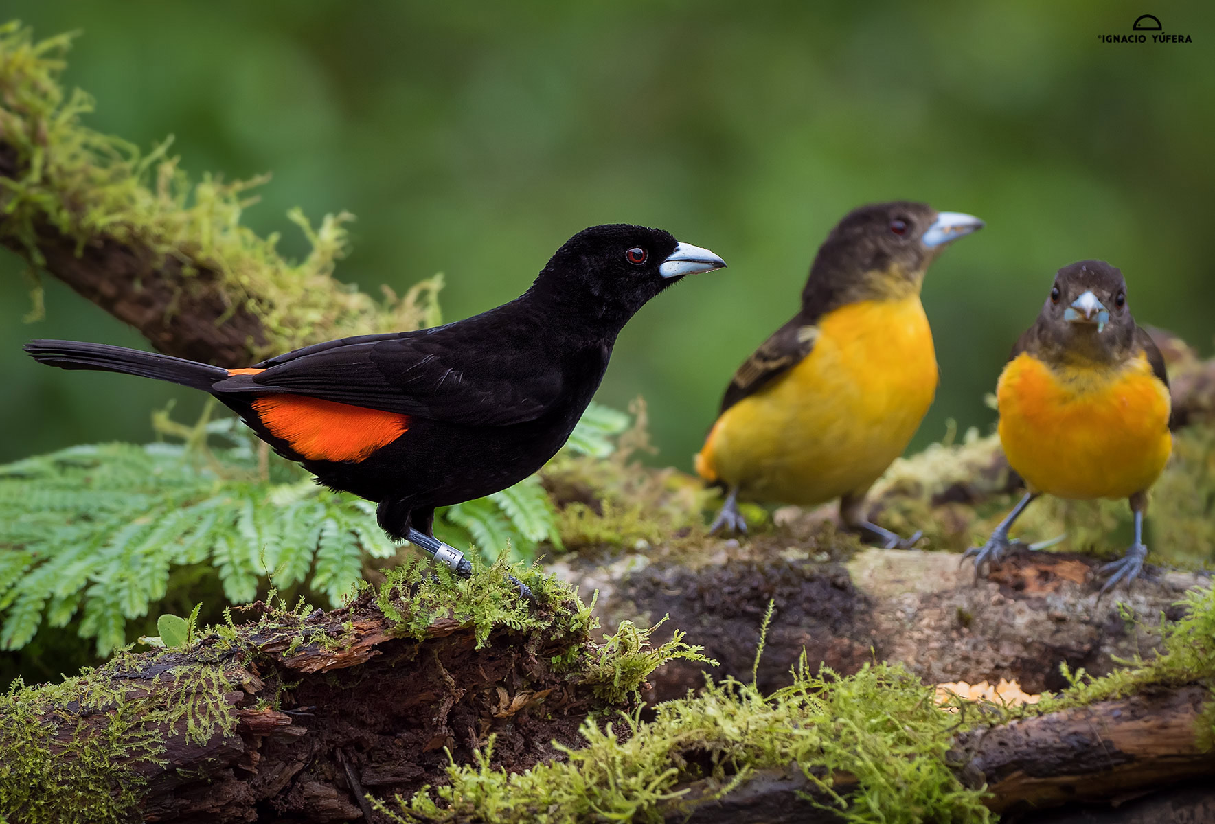 Flame-backed-Tanager-trio