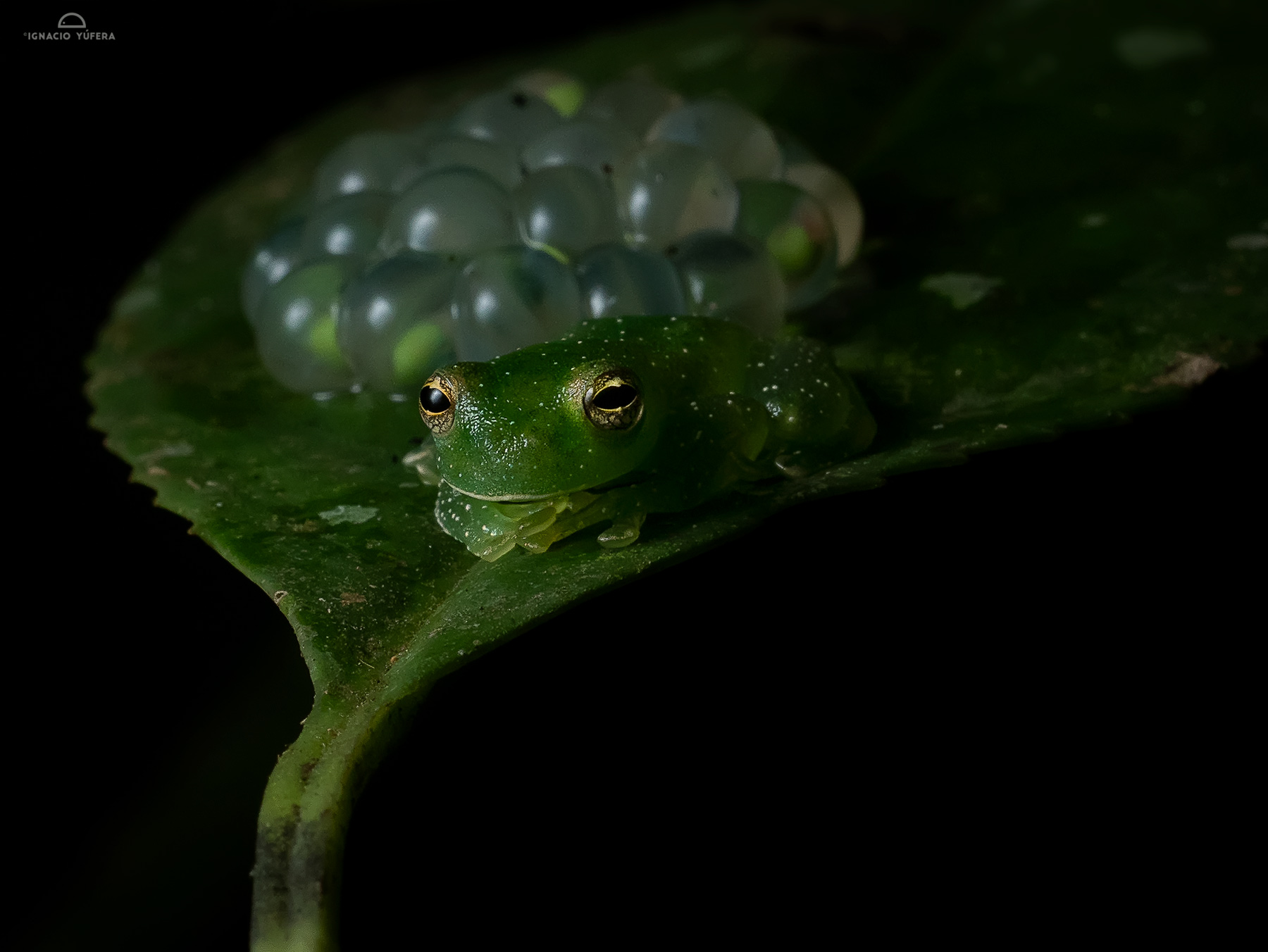 Glass frog, male guarding eggs, Barbas-bremen, Colombia