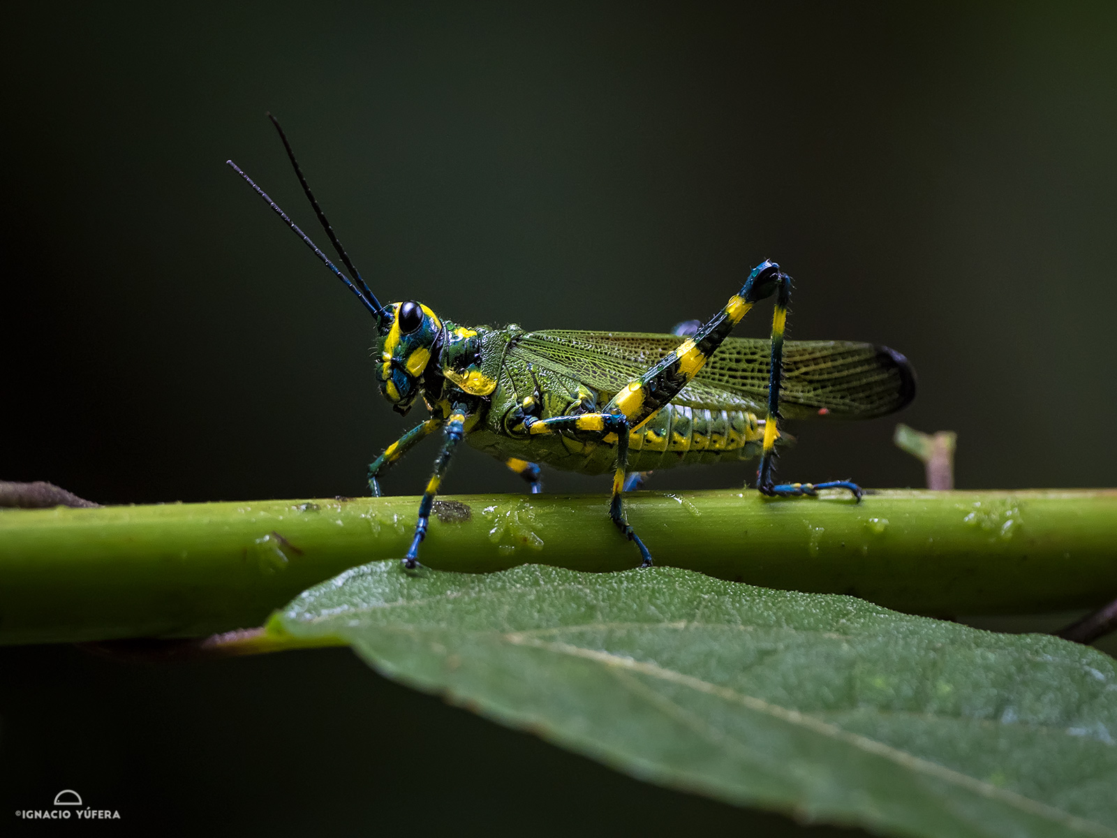 Soldier Grasshopper (Chromacris speciosa), Valle de Antón, Panama