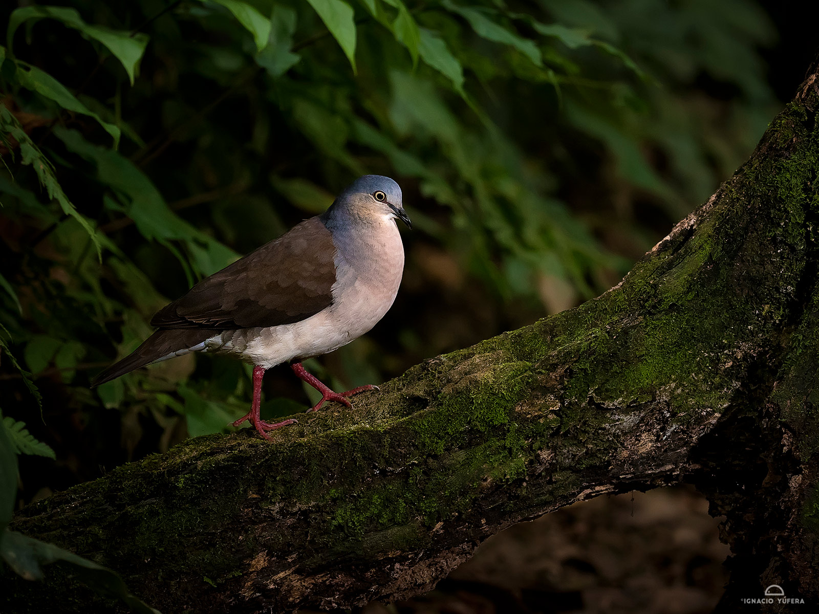Grey-headed Dove (Leptotila plumbeiceps), near Manizales, Colombia
