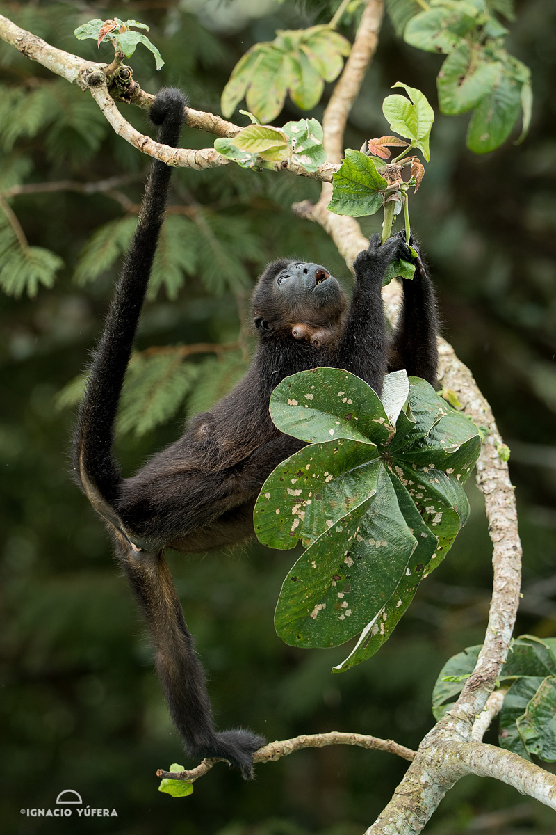 Mantled Howler Monkey (Alouatta palliata), Gamboa, Panama