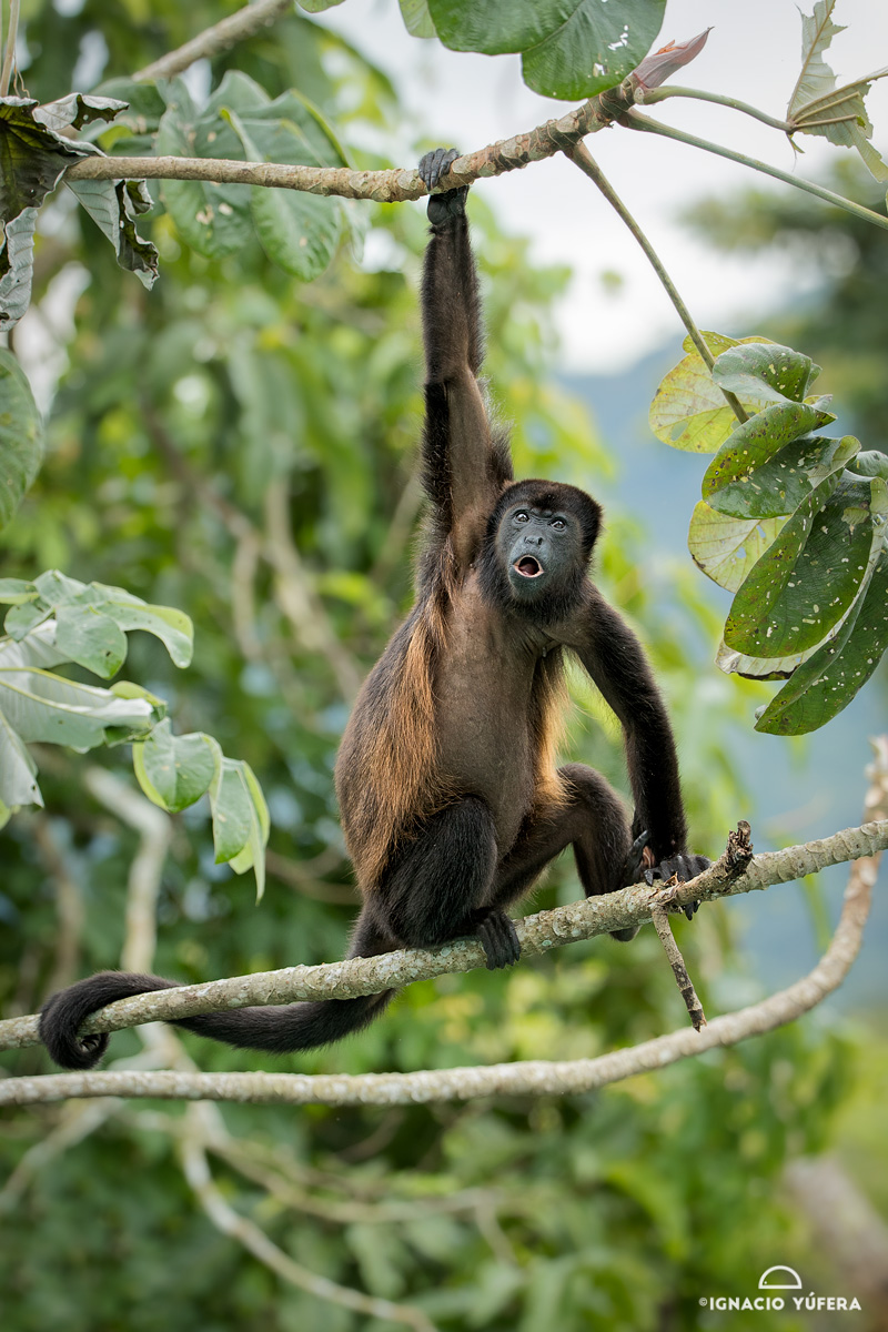 Mantled Howler Monkey (Alouatta palliata), Gamboa, Panama