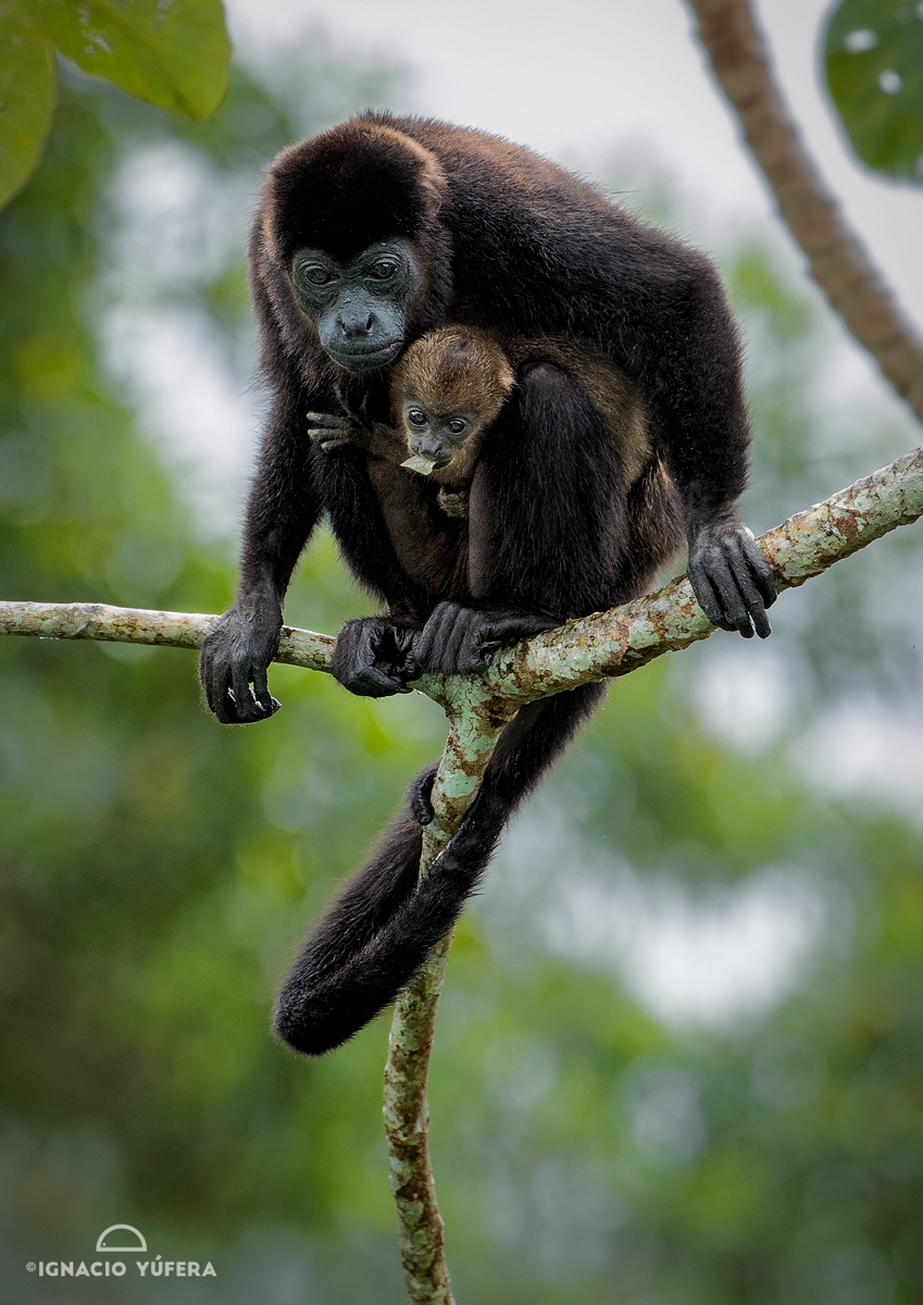 Mantled Howler Monkey (Alouatta palliata)