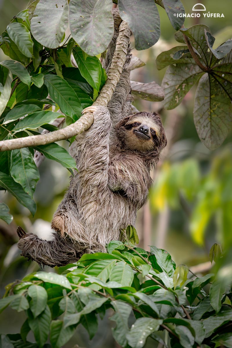 Brown-throated Three-toed sloth (Bradypus variegatus), Panama