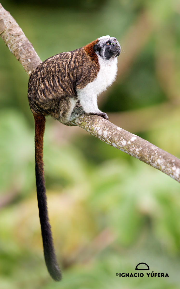 Geoffroy's tamarin (Saguinus geoffroyi), Panama, October
