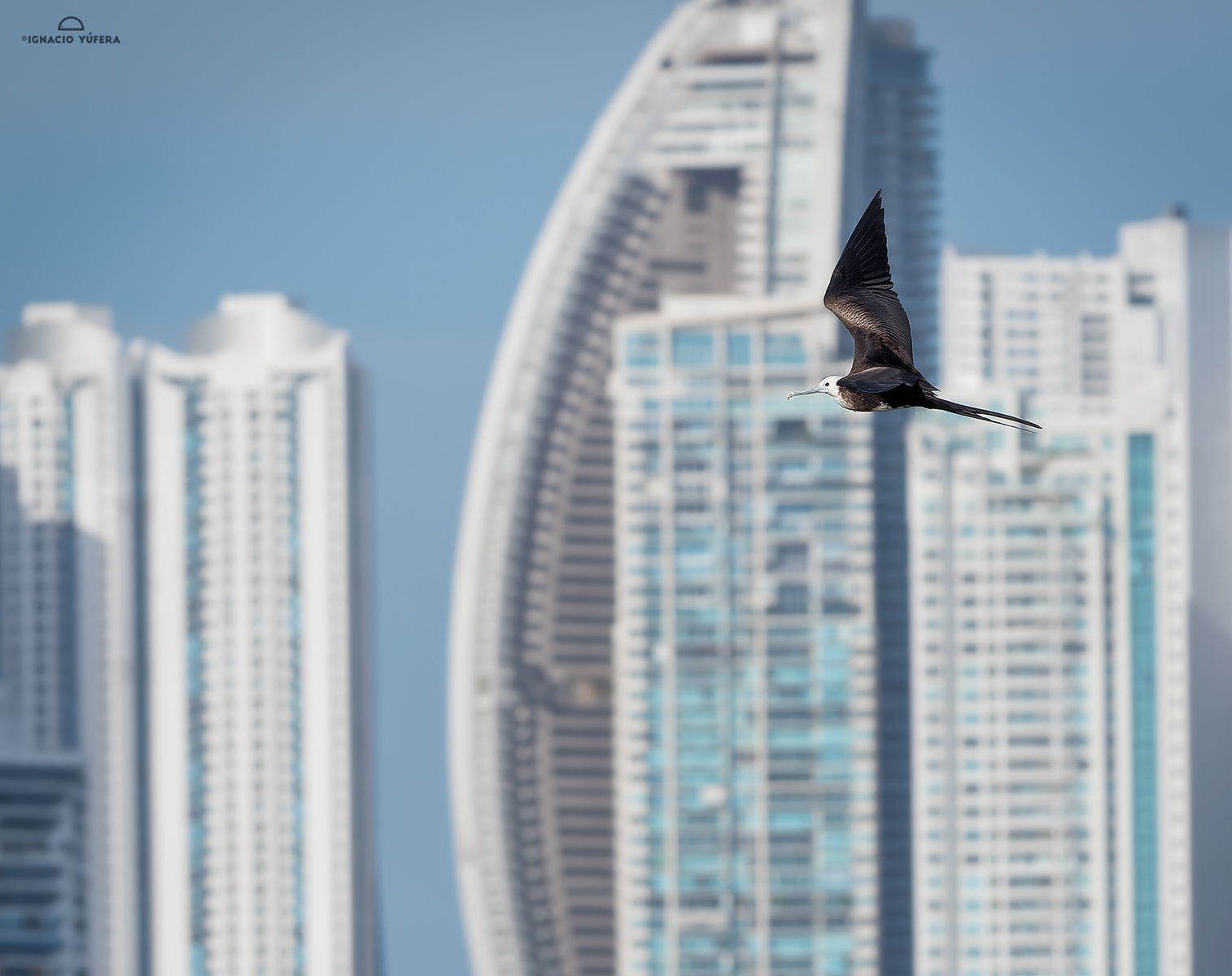 Magnificent Frigatebird (Fregata magnificens), Panama City
