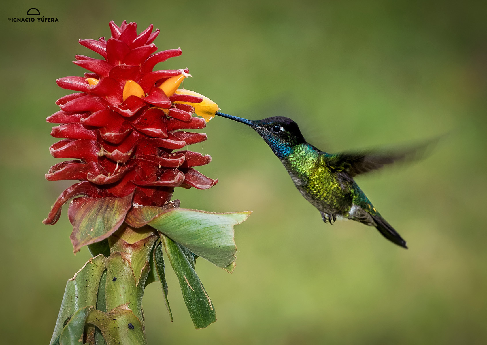 Magnificent hummingbird (Eugenes fulgens)
