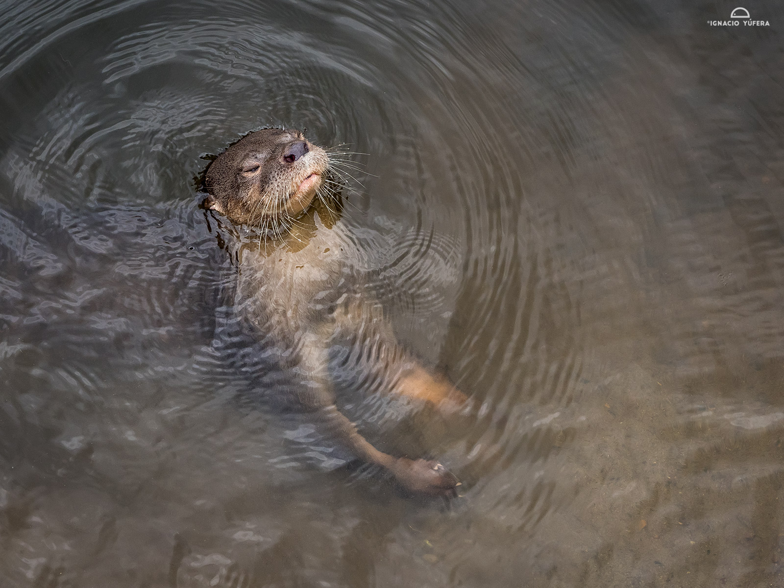 Neotropical River Otter (Lontra longicauda), Cauca Valley, Colombia