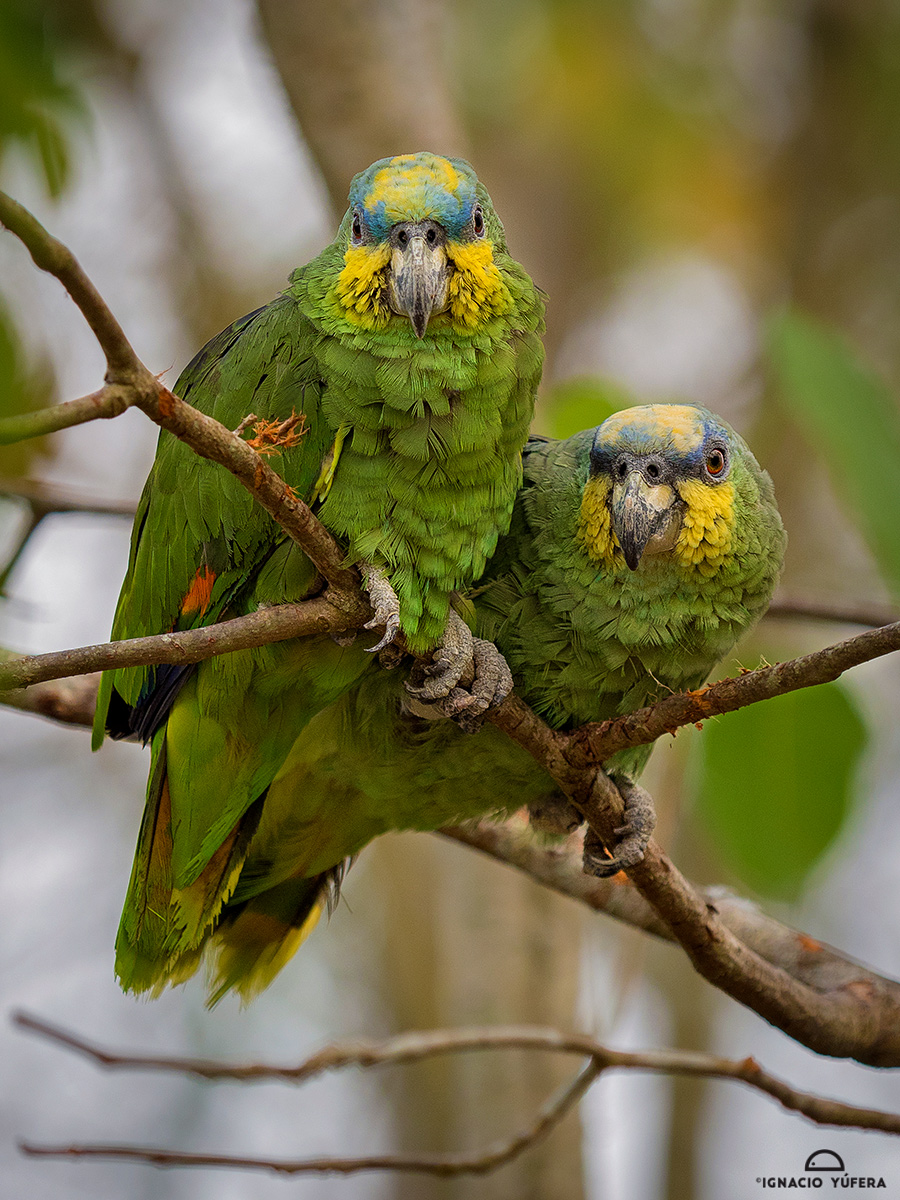Orange-winged Amazon (Amazona  amazonica), pair, Antioquia, Colombia