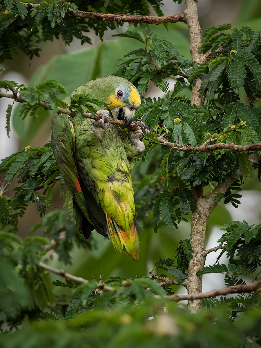 Orange-winged Amazon (Amazona amazonica), Cauca Valley, Colombia