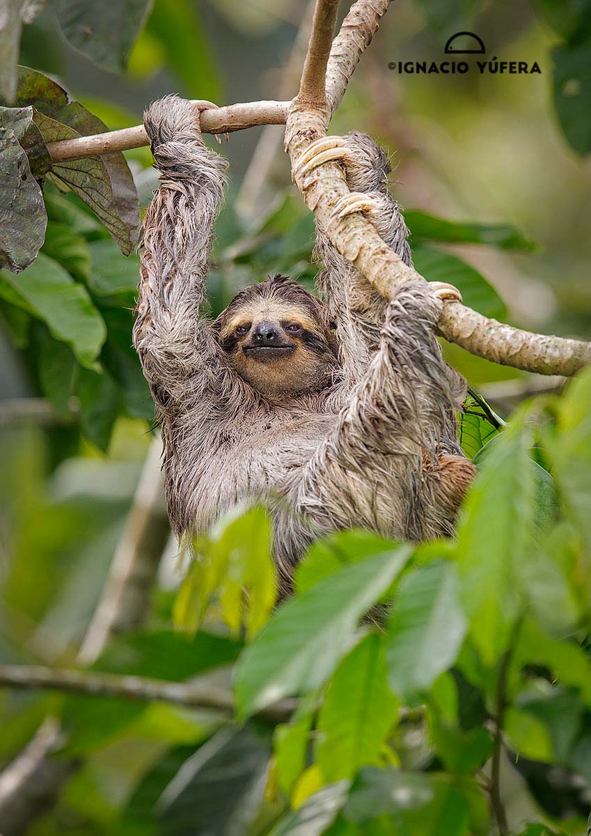 Brown-throated Three-toed sloth (Bradypus variegatus), Panama