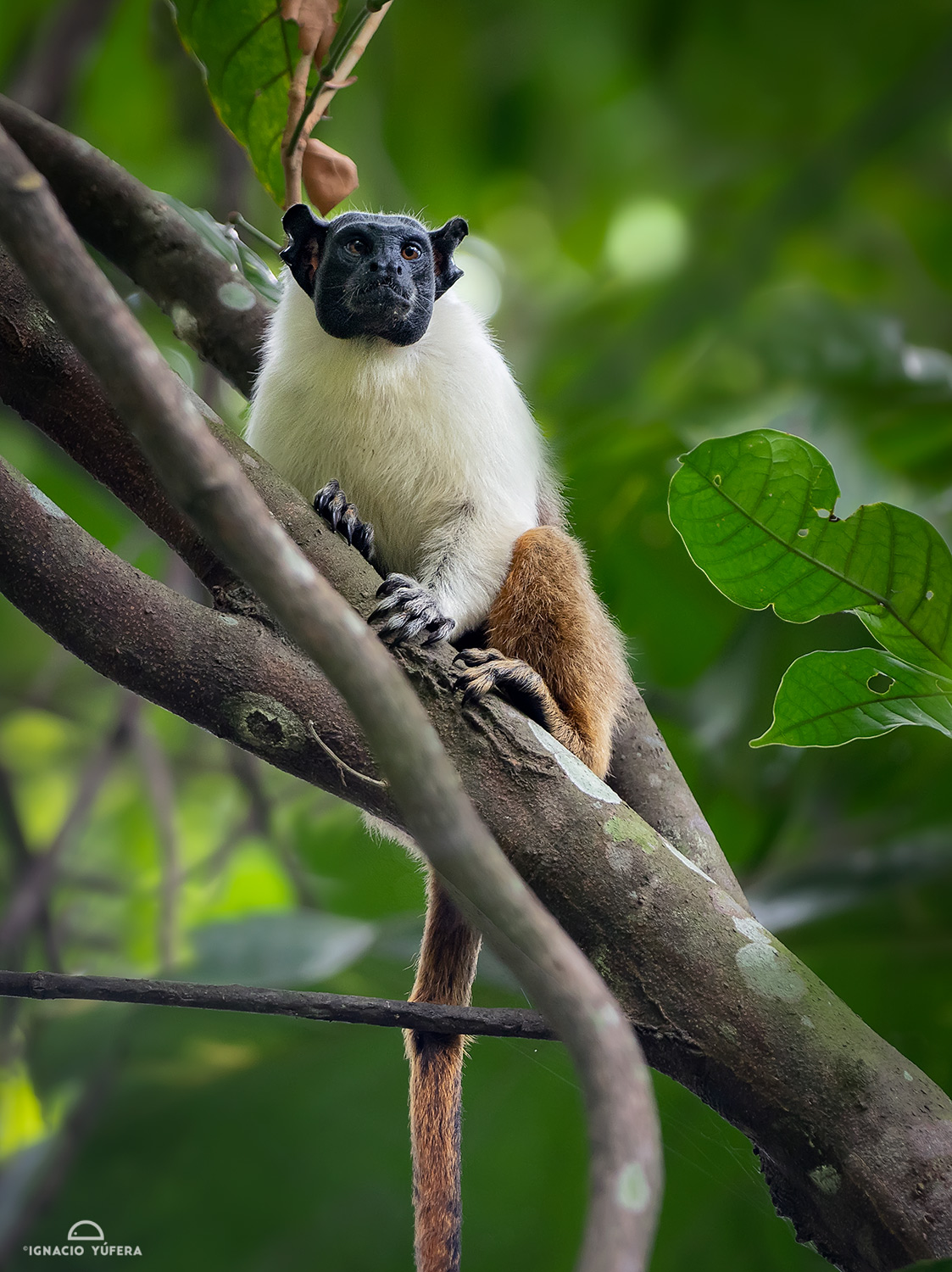 Pied Tamarin (Saguinus bicolor), Amazonas, Brazil