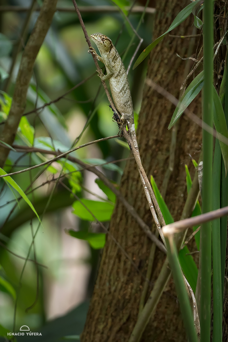 Canopy lizard (Polychrus polychrus gutturosus), Gamboa, Panama