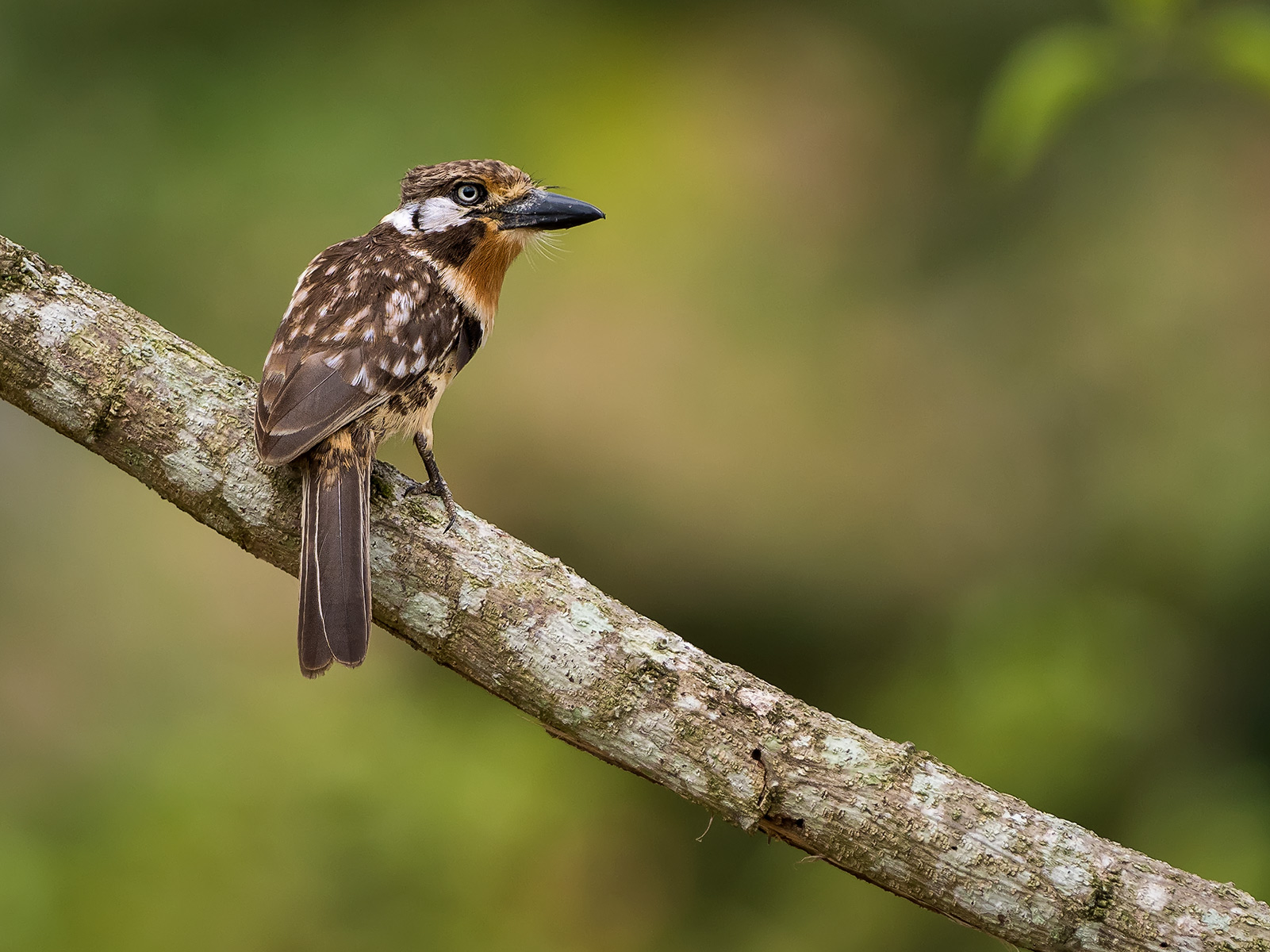 Russet-throated Puffbird (Hypnelus ruficollis), Cauca Valley, Colombia
