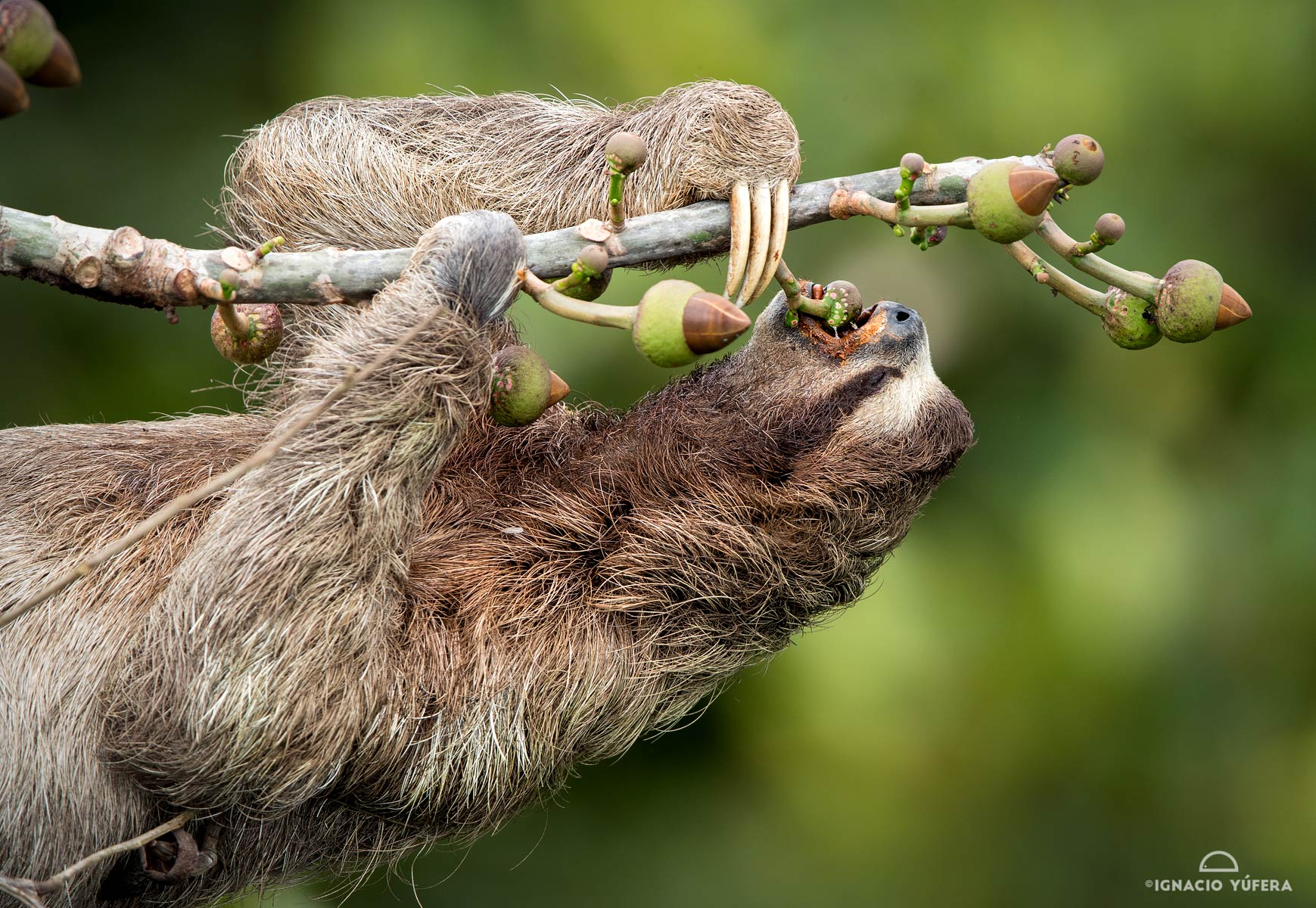 Brown-throated Three-toed sloth (Bradypus variegatus), Panama, October