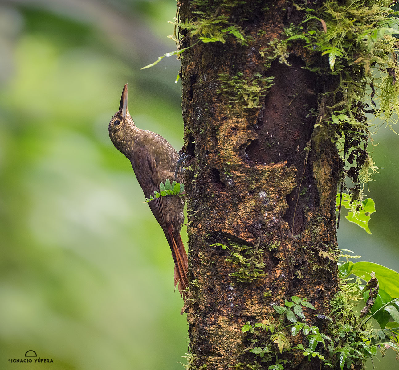 Spotted Woodcreeper (Xiphorhynchus erythropygius), Valle de Antón, Panama