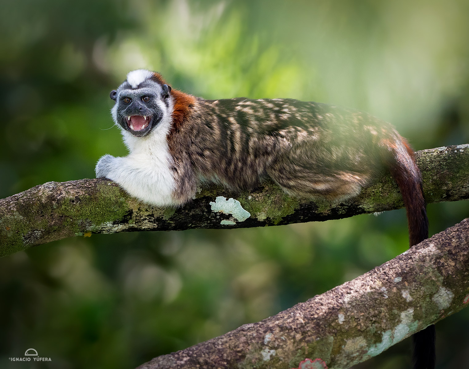 Geoffroy’s tamarin (Saguinus geoffroyi), Gamboa, Panama