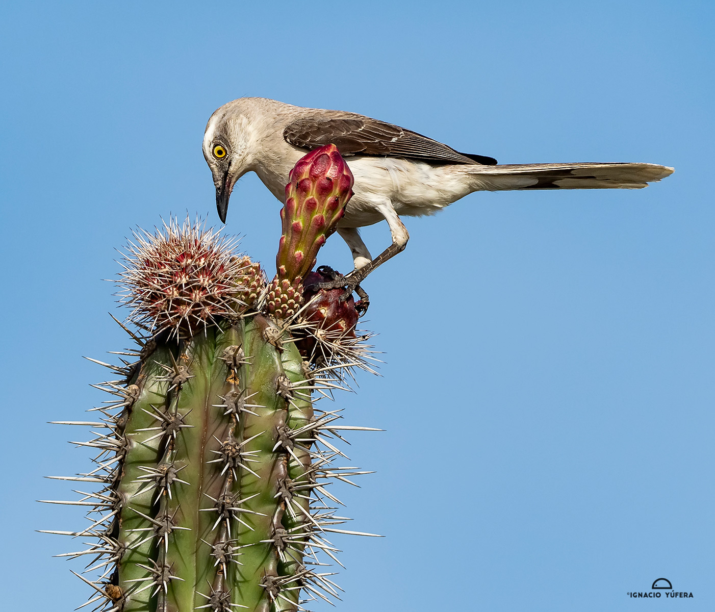 Tropical Mockingbird (Mimus gilvus), La Guajira, Colombia