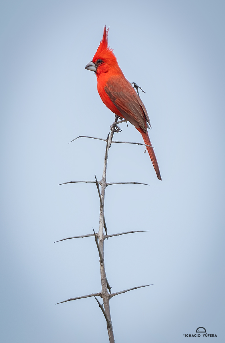 Vermilion Cardinal (Cardinalis phoeniceus), male, La Guajira, Colombia