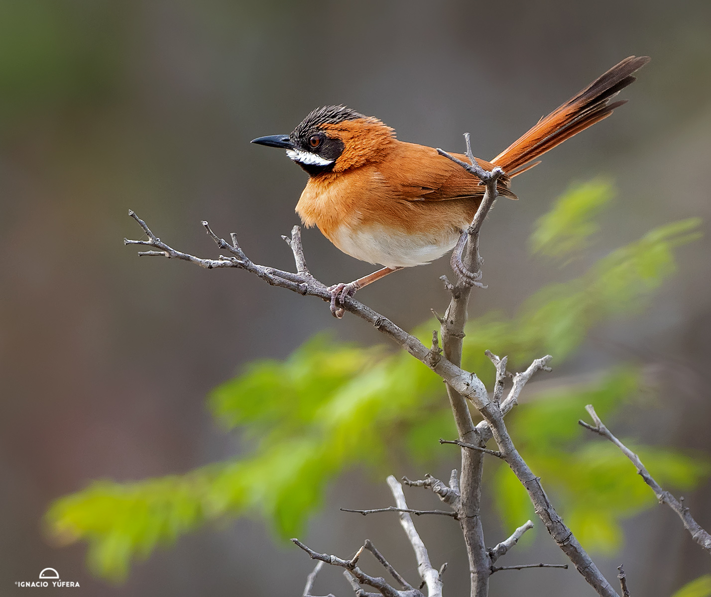 White-whiskered Spinetail (Synallaxis candei), La Guajira, Colombia