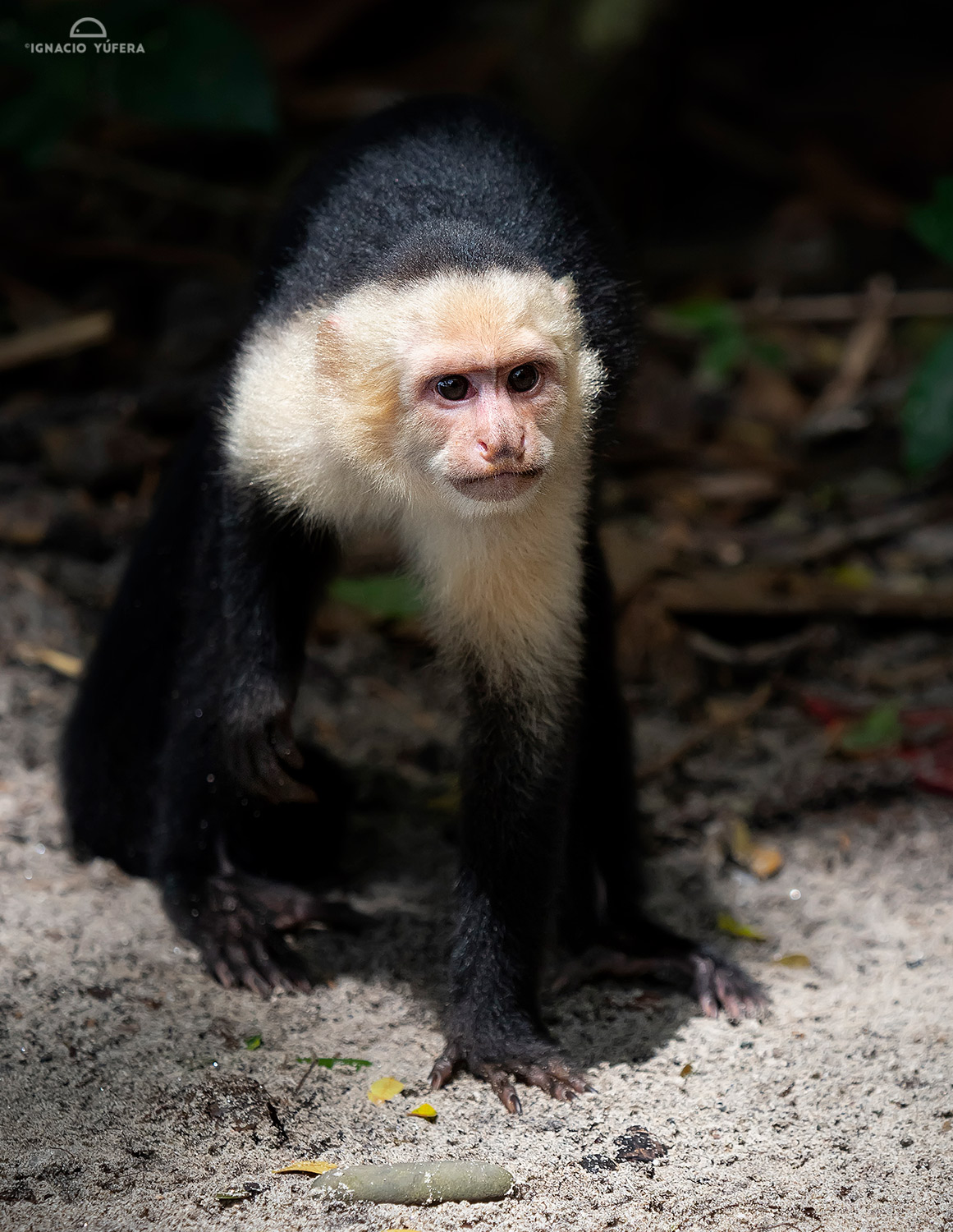 White-faced Capuchin Monkey (Cebus capucinus), Manuel Antonio National Park, Costa Rica