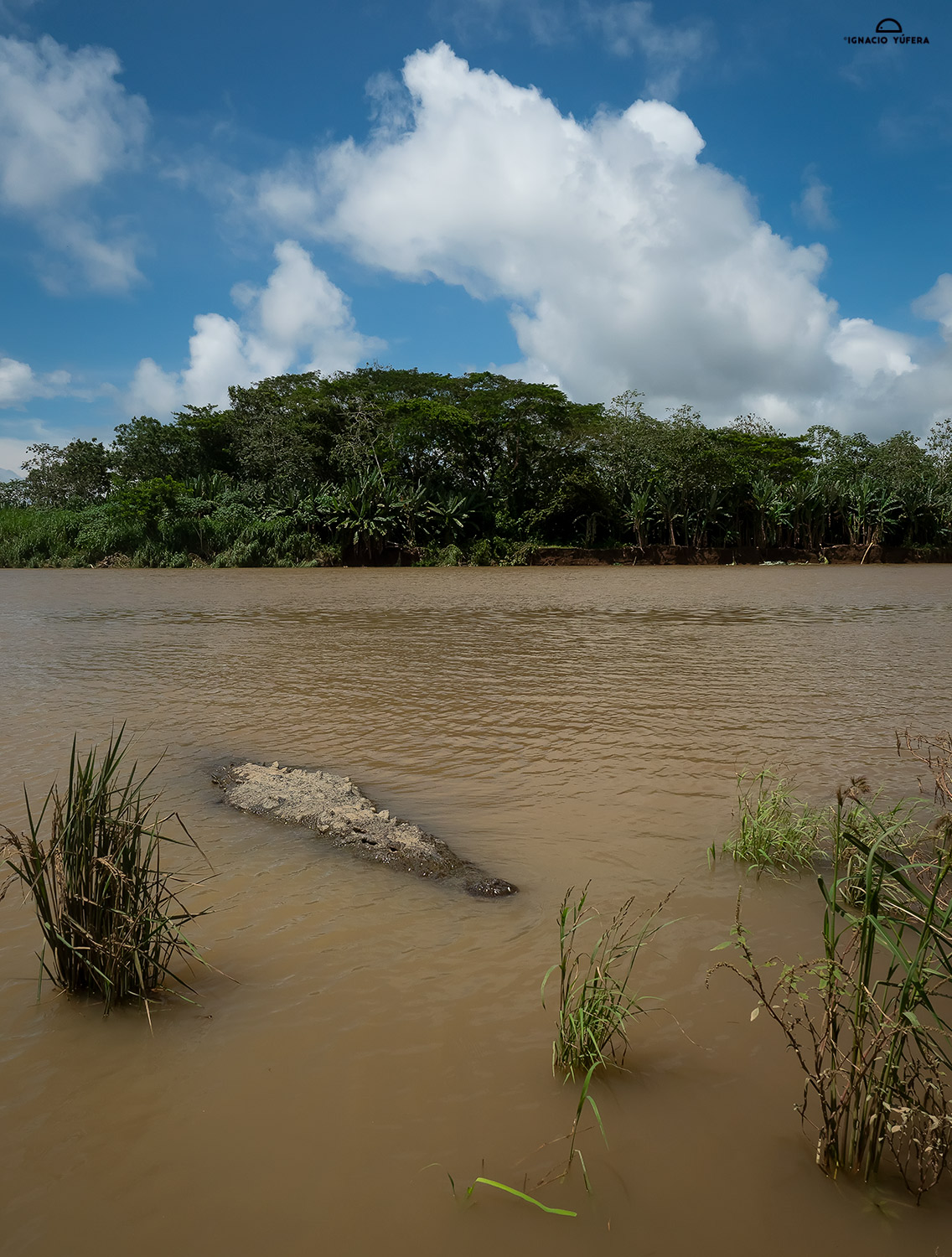 American Crocodile (Crocodylus acutus),Tarcoles River, Costa Rica