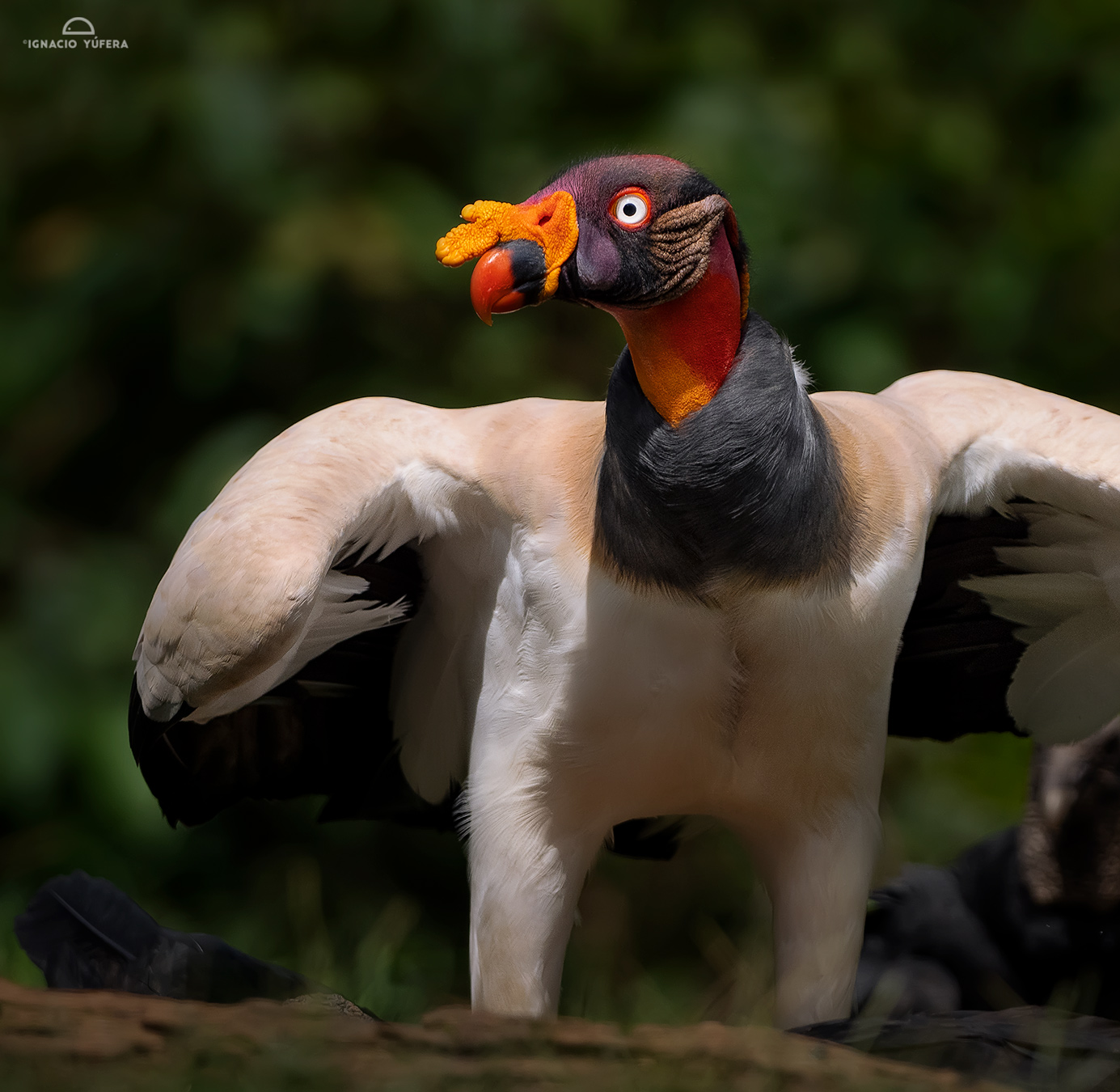 King Vulture (Sarcoramphus papa), Costa Rica