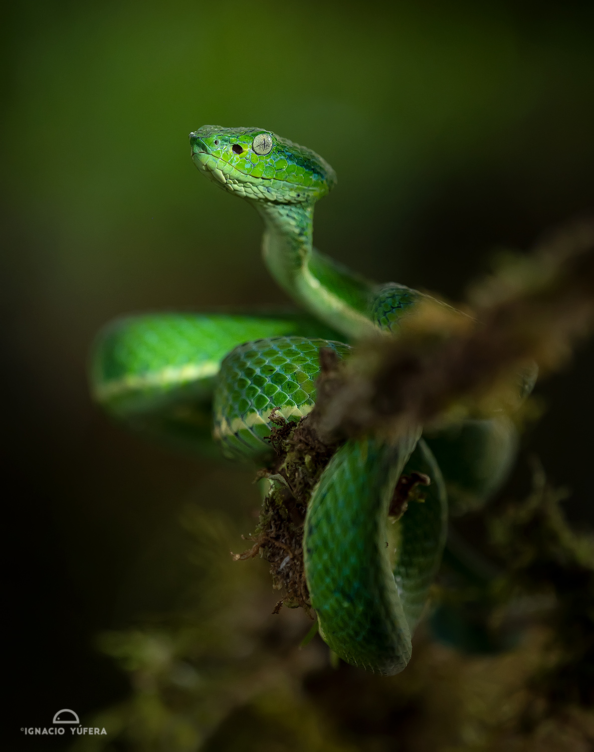 Side-striped Pitviper (Bothriechis lateralis), Costa Rica