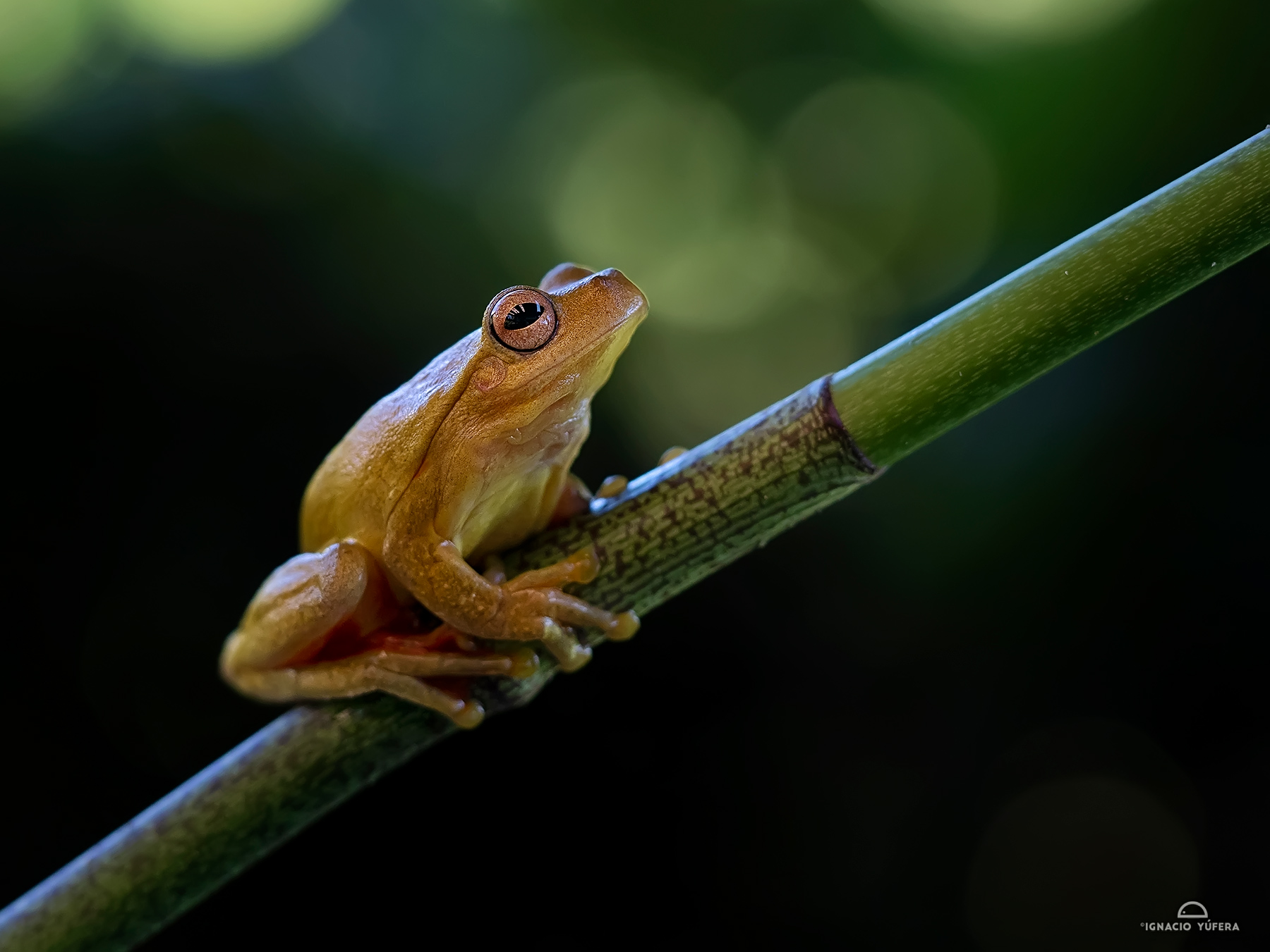 Tawny tree frog (Smilisca puma), Costa Rica, October