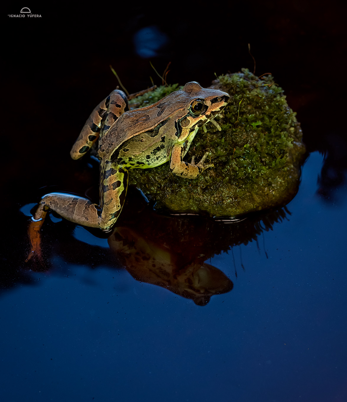 Brown Foam-nest Frog (Leptodactylus poecilochilus), on rock over water, Pital, Costa Rica, October