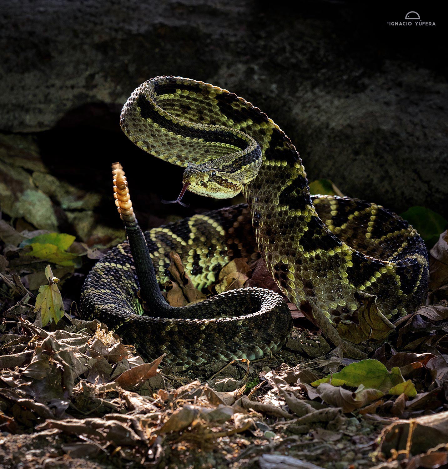 Central American Rattlesnake (Crotallus simus), Costa Rica