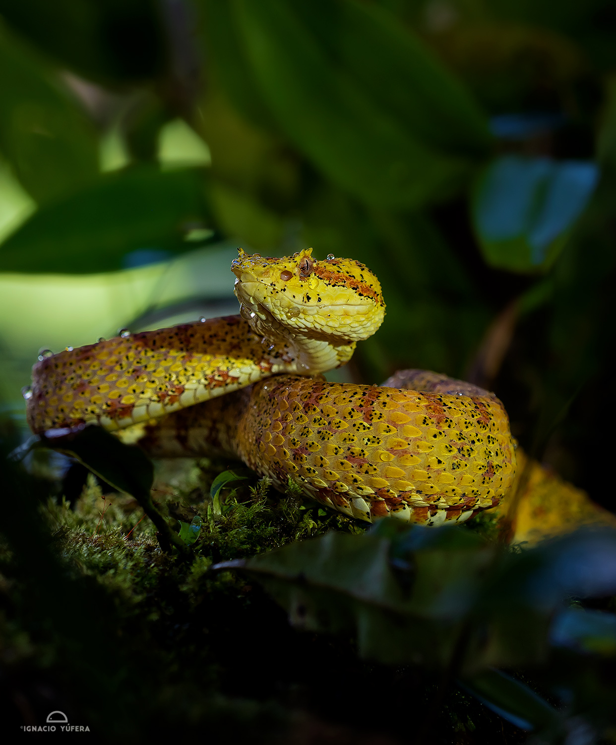 Eyelash Pitviper (Bothriechis schlegeli), Costa Rica