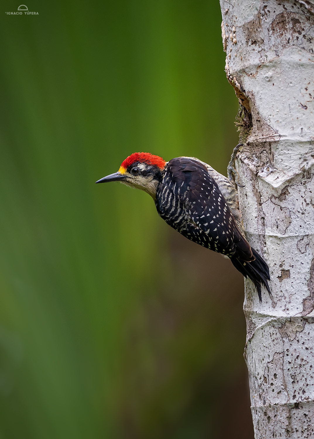 Golden-naped Woodpecker (Melanerpes chrysauchen), Costa Rica