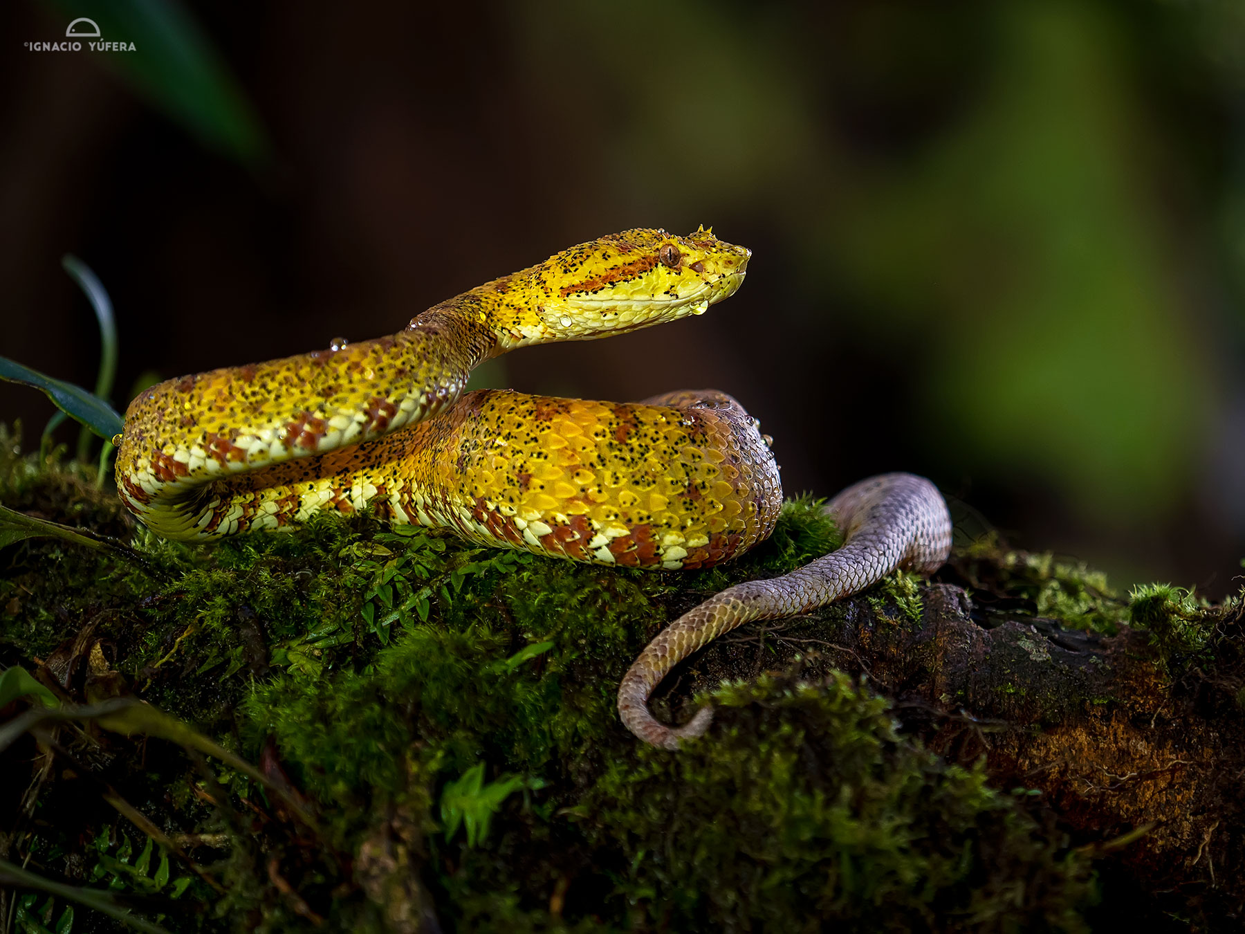 Eyelash Pitviper (Bothriechis schlegeli), Costa Rica
