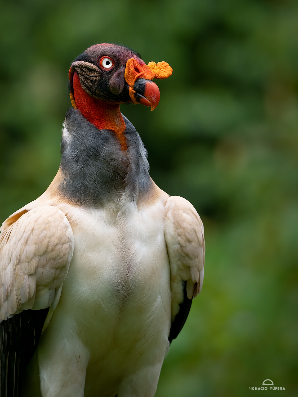 King Vulture (Sarcoramphus papa), adult, Costa Rica