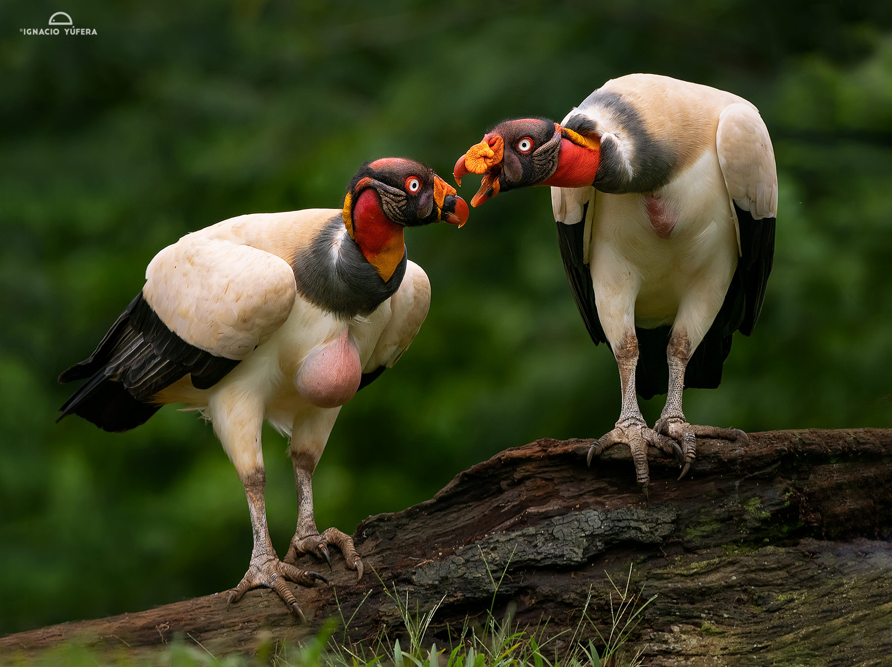 King Vultures (Sarcoramphus papa), adults, Costa Rica