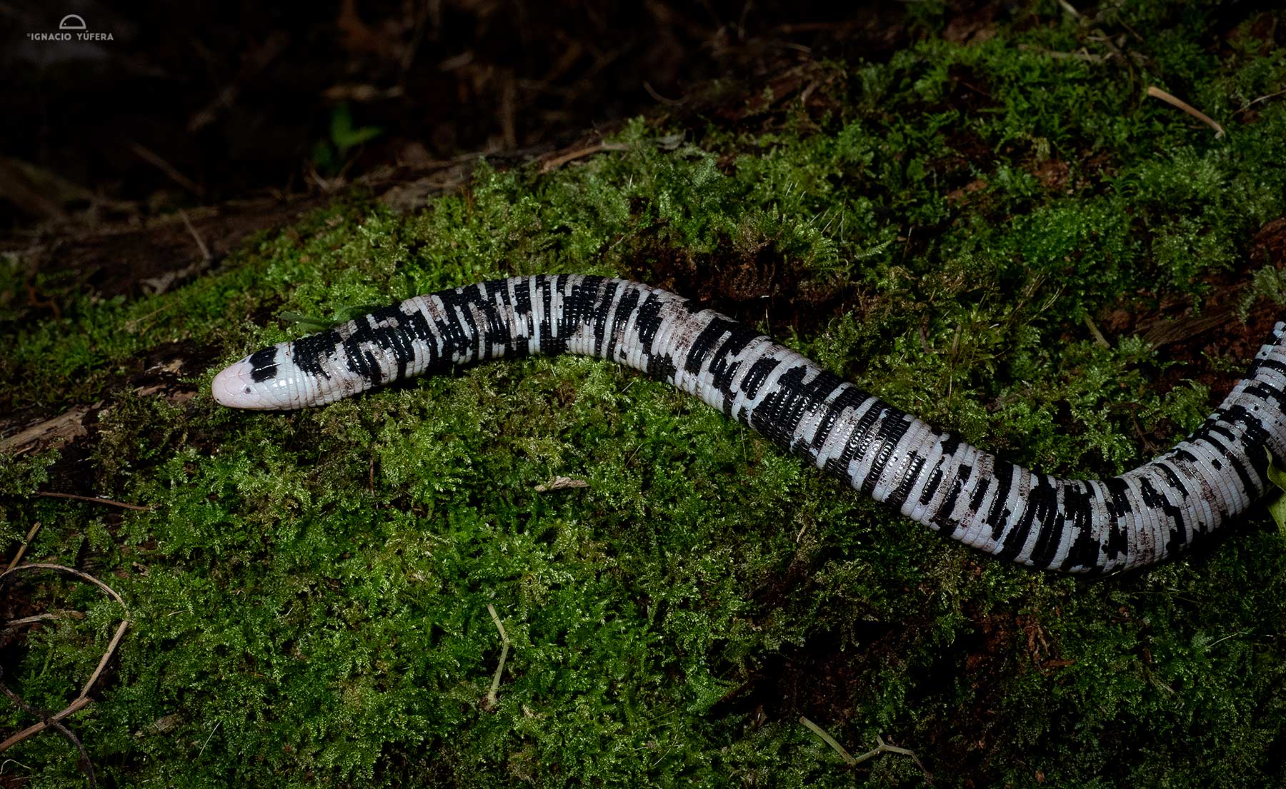 Speckled Worm-lizard (Amphisbaena bassleri), Yasuni National Park, Ecuador
