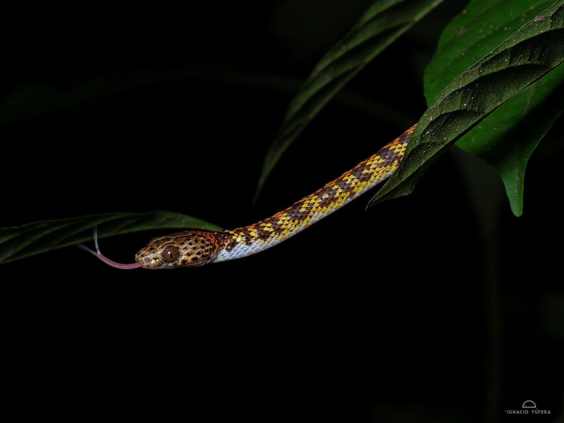Checkerbelly snake (Siphlophis cervinus), Yasuní National Park, Ecuador