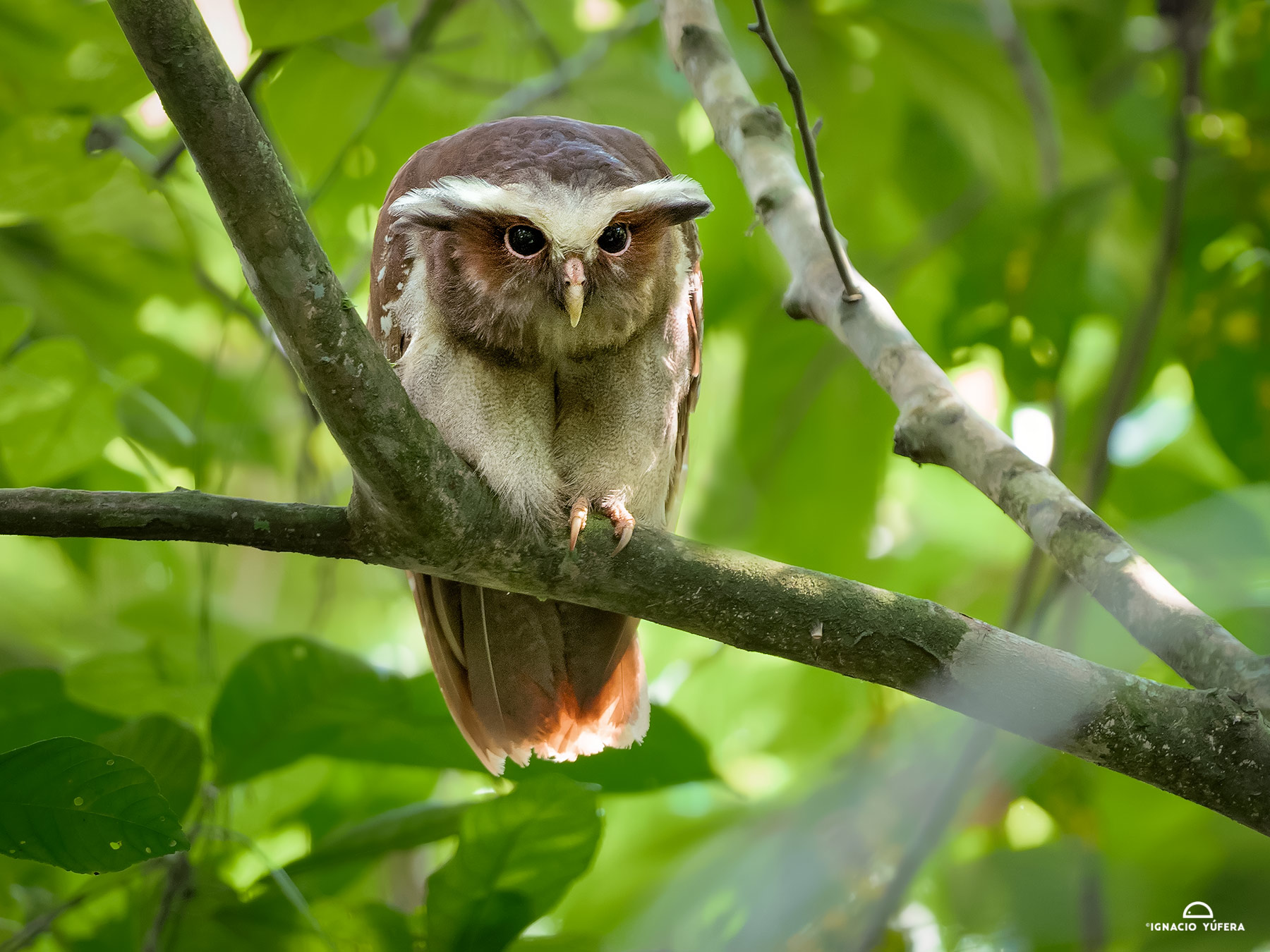Crested Owl (Lophostrix cristata), Yasuní, Ecuador