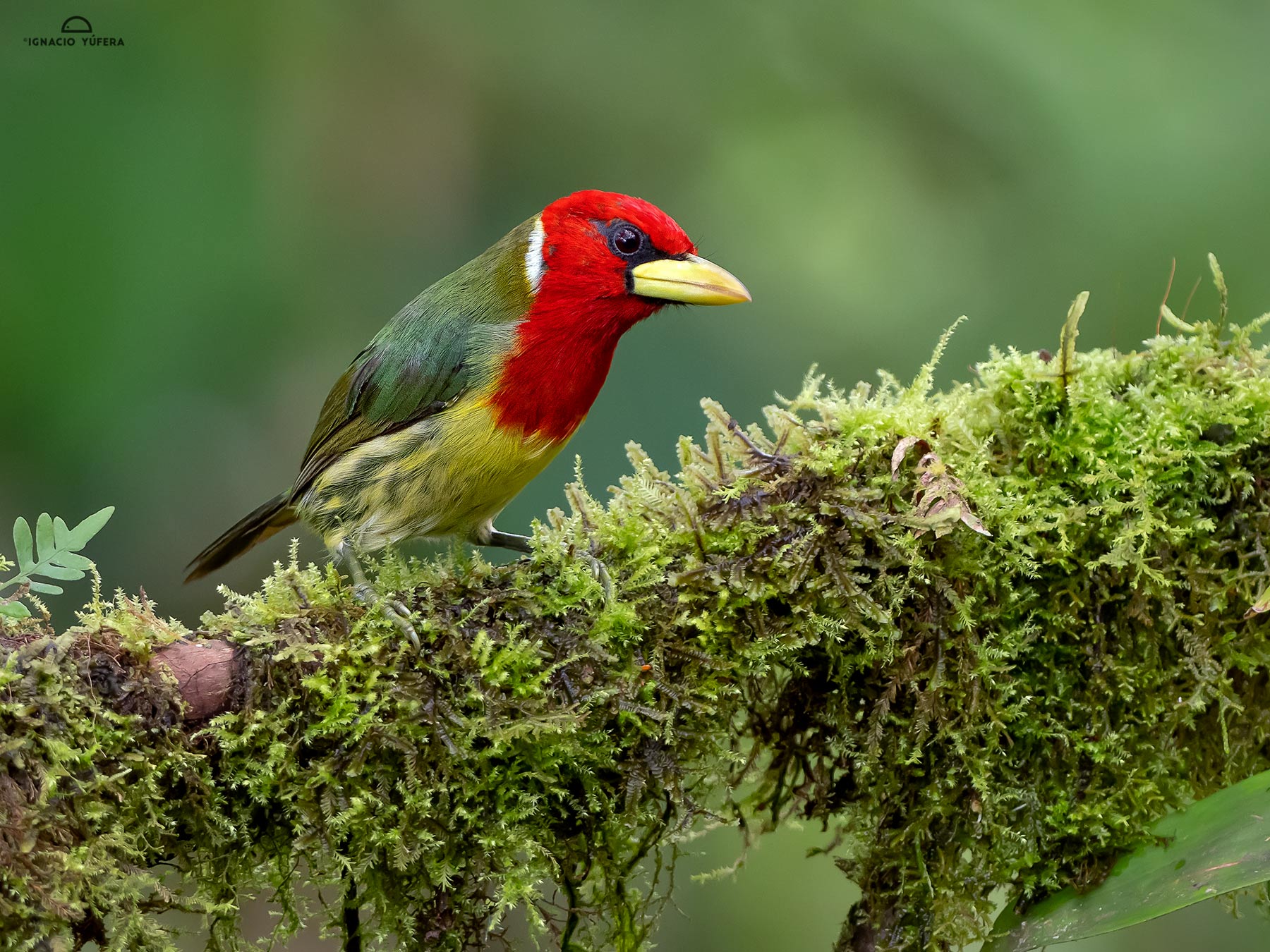 Red-headed Barbet (Eubucco bourcierii), Tandayapa, Ecuador