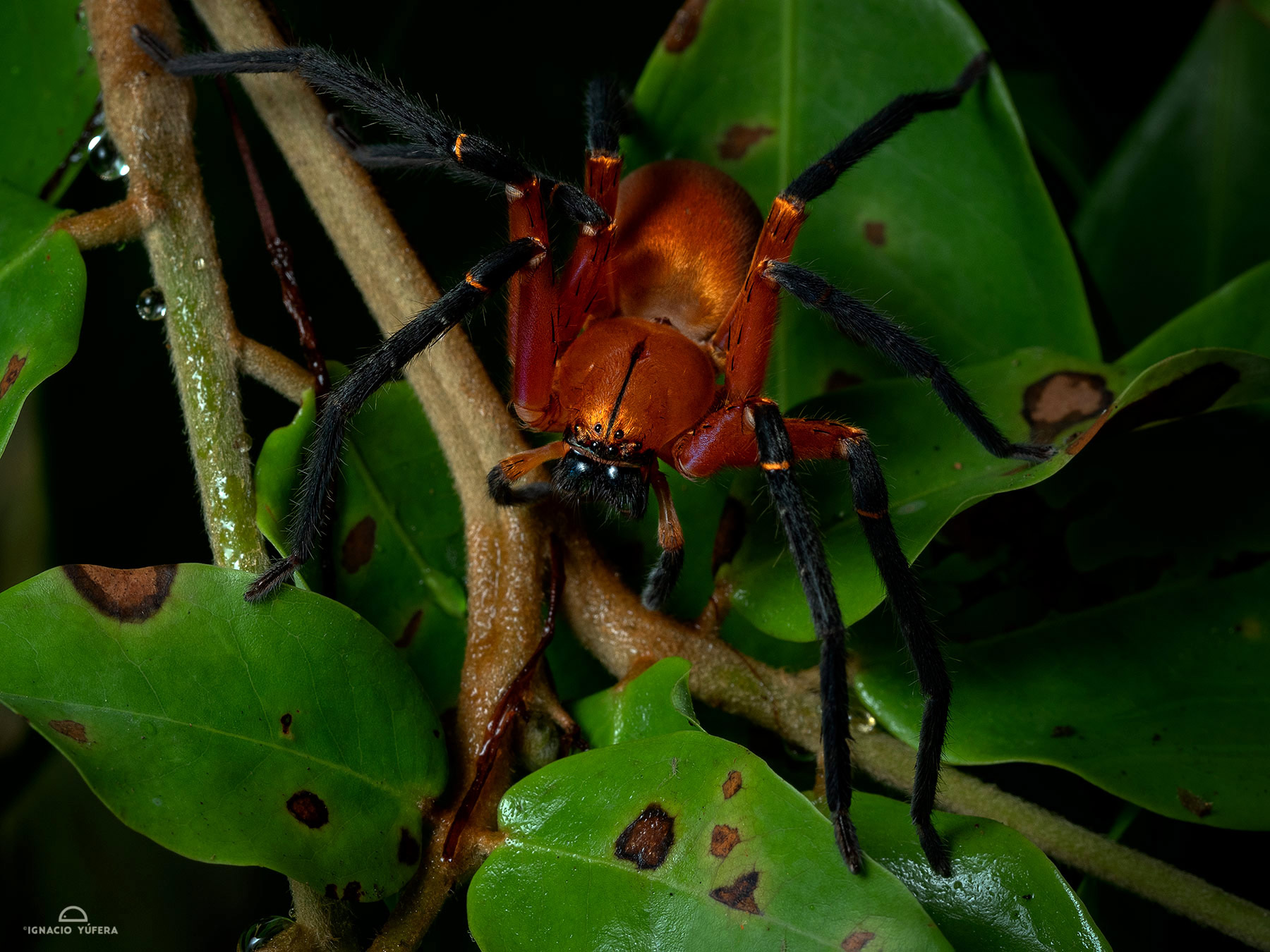 Huntsman spider (Olios sp), Yasuní National Park, Ecuador