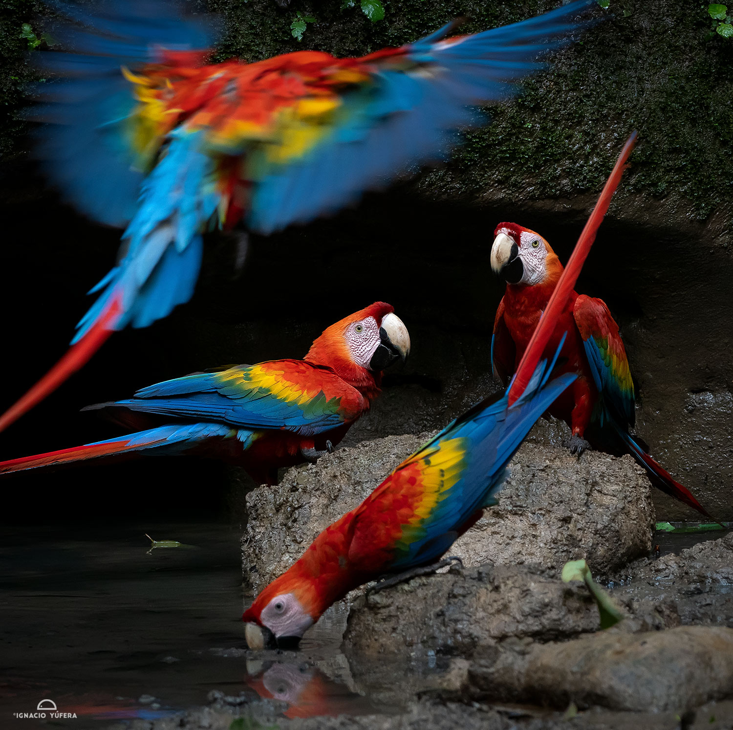 Scarlet Macaws (Ara macao) gathering at a mineral water spring, Yasuní National Park, Ecuador